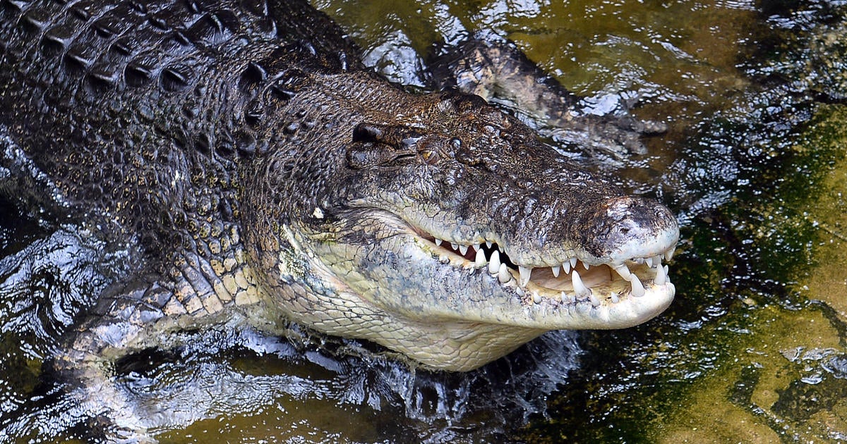 Army soldier mauled by crocodile, rescued by colleague in Australia: "He's very lucky to be alive"