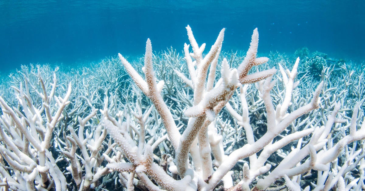 Australia's Great Barrier Reef status lowered to "critical" and deteriorating