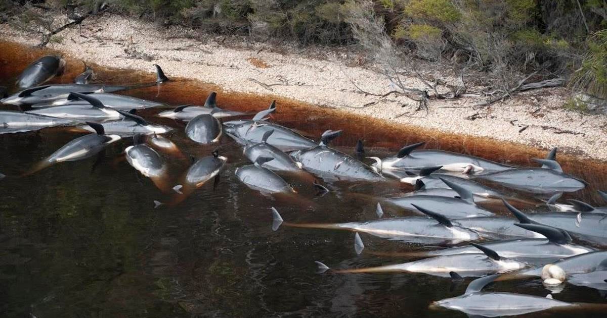 Australia begins disposal of over 350 dead whales after ending rescue mission