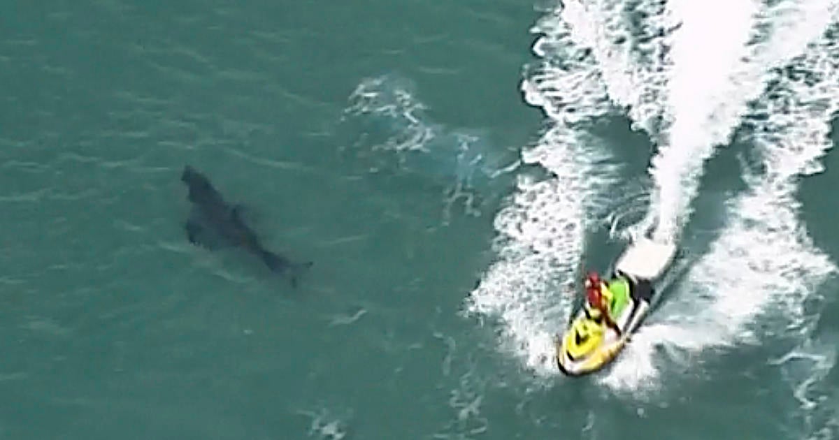 Great white shark kills surfer in Australia