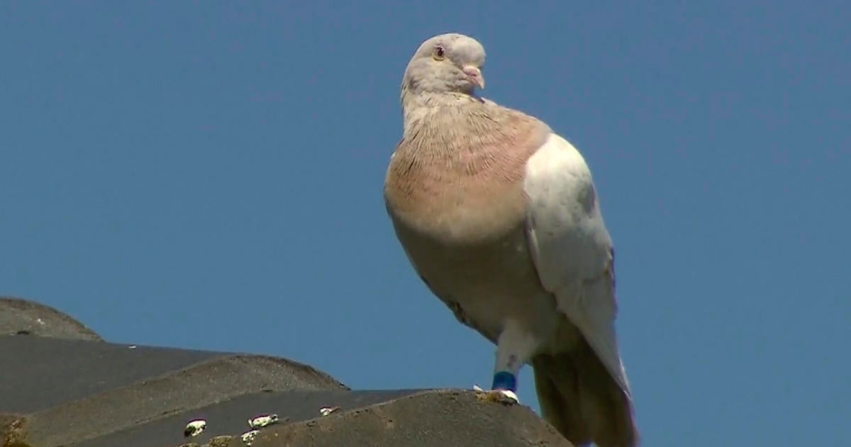 A pigeon survived an 8,000-mile journey from Oregon to Australia. Authorities plan to kill it.