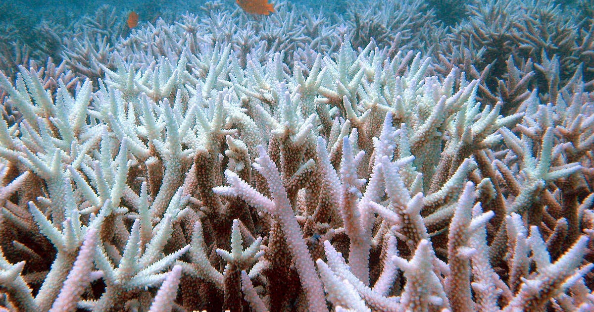 Great Barrier Reef suffers mass coral bleaching due to heat stress