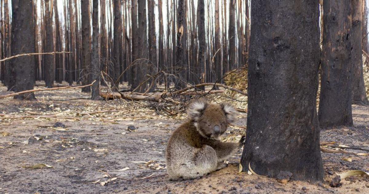 Report details “shocking” state of Australia’s iconic natural environment