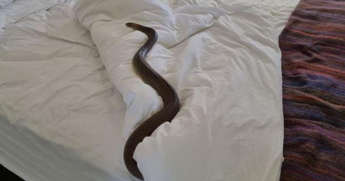 Highly venomous Eastern Brown snake found by Australia reptile catcher: "It was lying in bed looking at me"