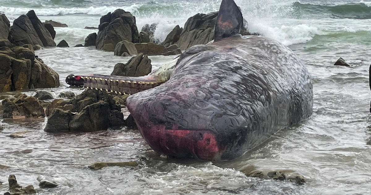 14 young sperm whales found dead, beached on an Australian island