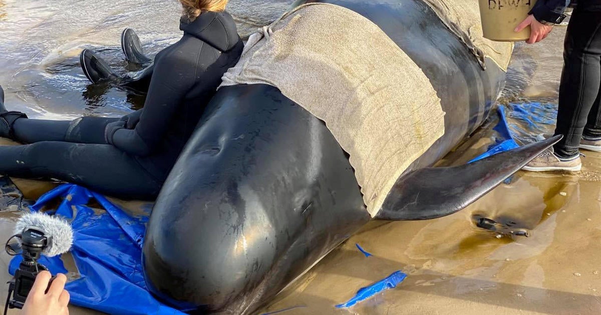 At least 380 whales dead in mass stranding in Australia