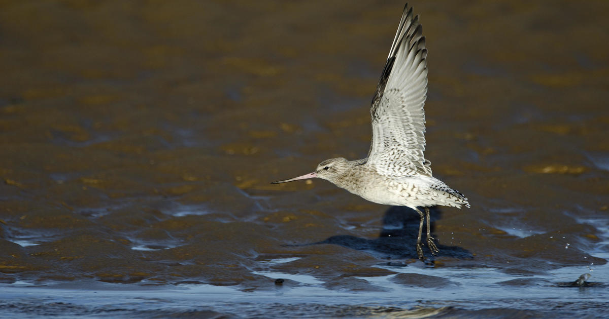 Bird appears to set non-stop distance record with 8,435-mile flight from Alaska to Australia