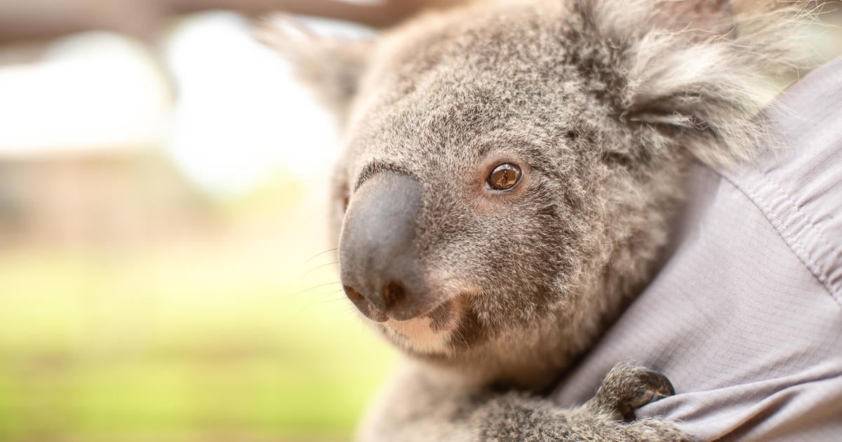 Koalas are on track to go extinct in Australia’s New South Wales before 2050