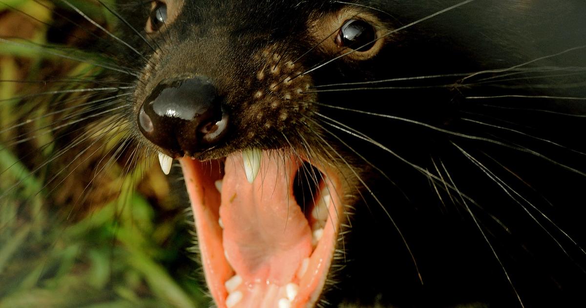 In "historic" move, Tasmanian devils released on Australian mainland