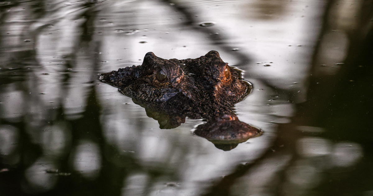 Remains of missing 12-year-old girl in Australia found after apparent crocodile attack