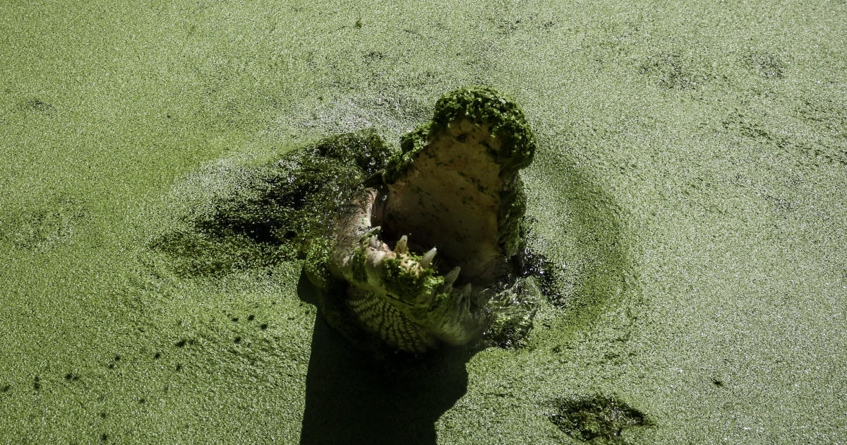 14-foot crocodile that killed girl swimming in Australian creek is shot dead by rangers, police say