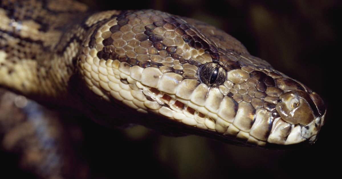 5-year-old boy rescued after huge python grabs his ankle and drags him into pool, father says