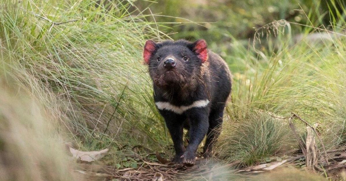 Tasmanian devils born in the wild on Australian mainland for the first time in 3,000 years