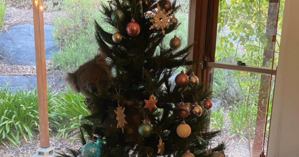 Koala wanders into Australian family's home and climbs their Christmas tree