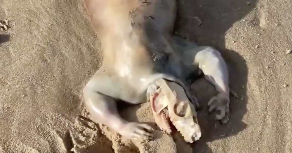 Man discovers "alien" creature's corpse washed up on Australian beach