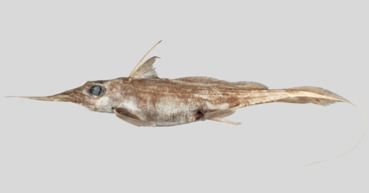 New species of “ghost shark” discovered living deep in the Pacific Ocean