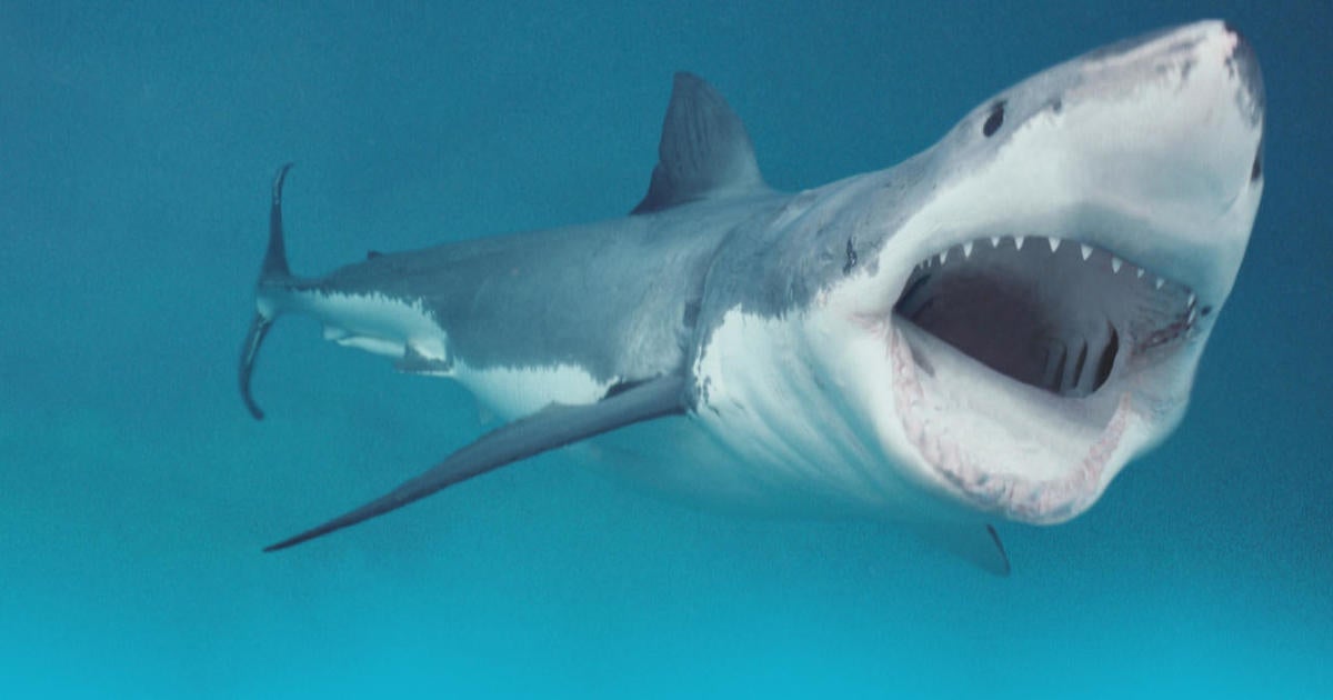 Shark pulls 10-year-old from fishing boat in Australia; dad jumps in to save him